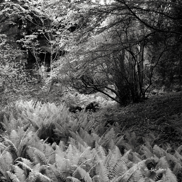 Bois des Moutiers (146) Mai 2012